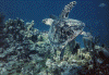 wpe32609.gif (263501 bytes)