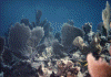 wpe72100.gif (117928 bytes)