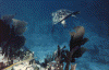 wpe02894.gif (118132 bytes)