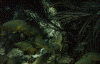 wpe92413.gif (130060 bytes)