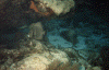 wpe74914.gif (144493 bytes)