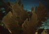 wpe90148.gif (82541 bytes)