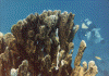 wpe12431.gif (93178 bytes)