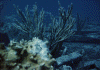 wpe37186.gif (180243 bytes)
