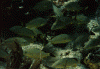 wpe12074.gif (141114 bytes)