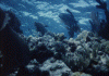 wpe47719.gif (90547 bytes)