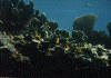 wpe38175.gif (95738 bytes)
