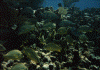 wpe32171.gif (113726 bytes)